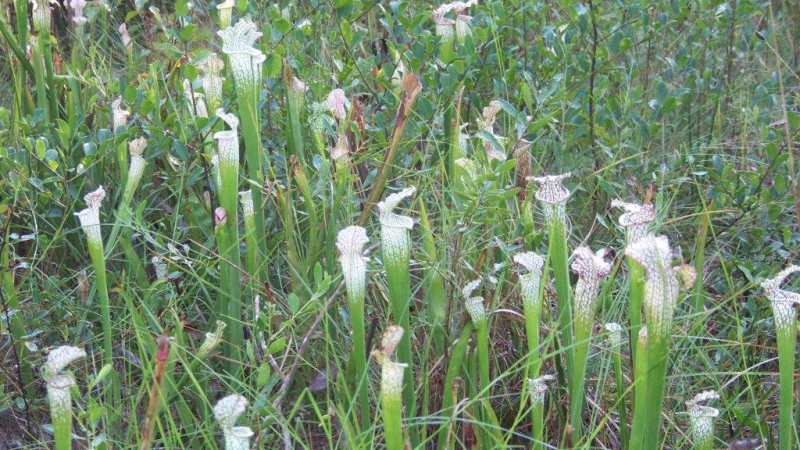 flowers, plants, walk, trail